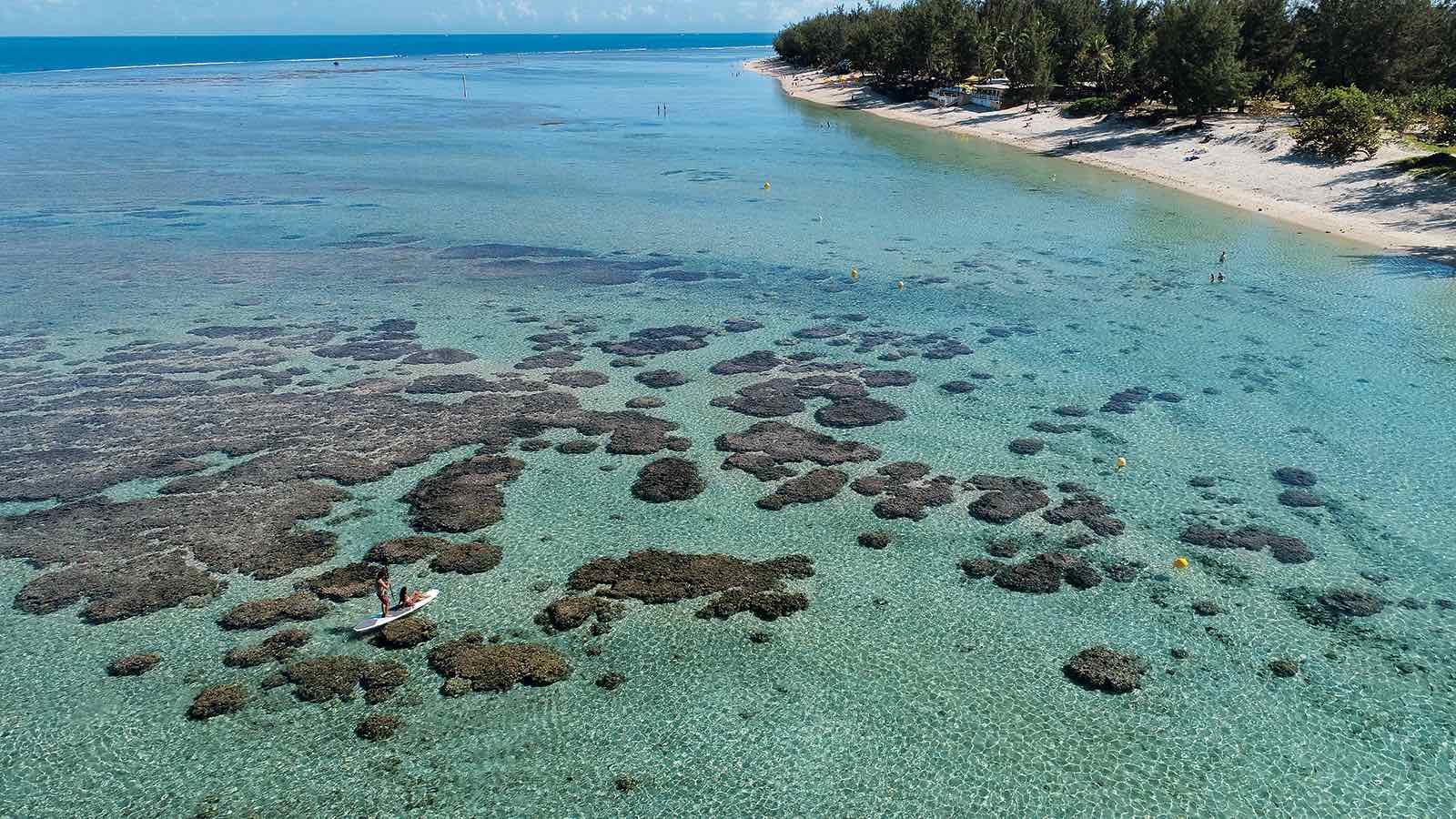 Les coraux du lagon de La Réunion : trésors vivants de l’océan Indien